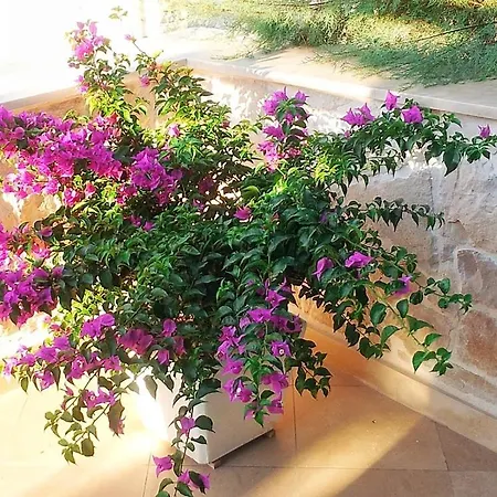 בית הארחה Gracija