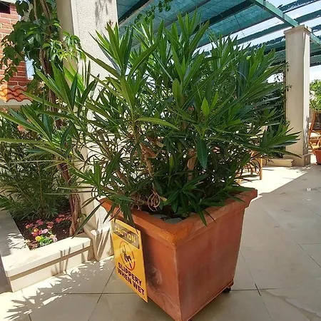 Guest house Gracija Povlja (Brac)